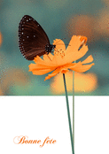 F&ecirc;te lumineuse et papillon sur une fleur orange